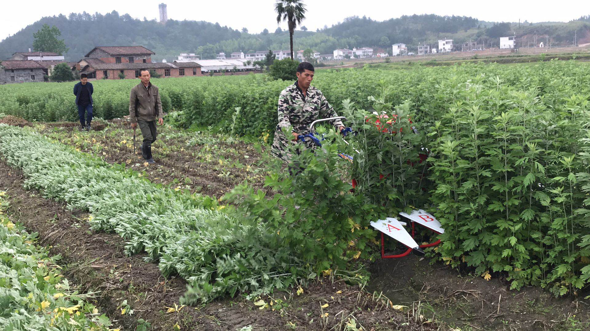 艾草收割機多少錢一臺-自走式割曬機